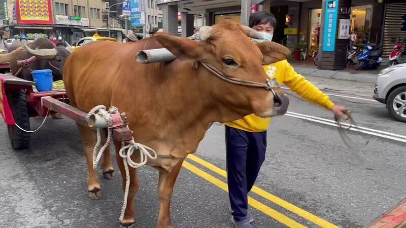 宜蘭五穀廟今天舉辦元宵鞭春牛活動，安排牛群遶境橋段。（讀者提供）