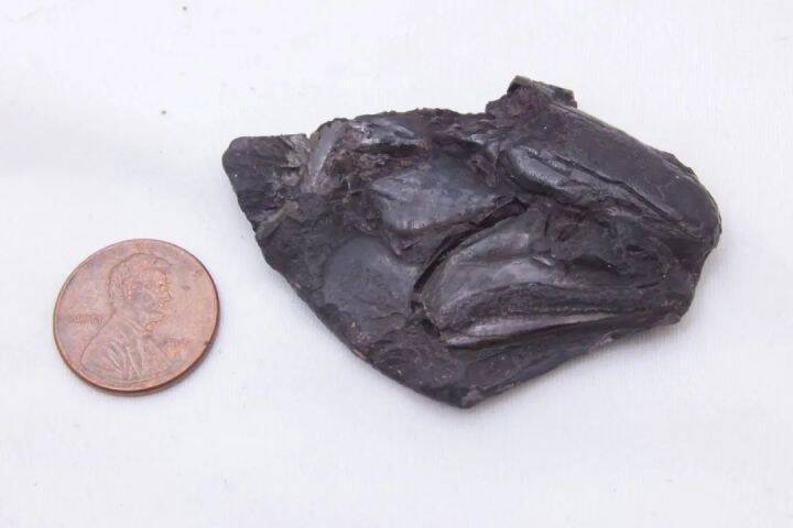 对这条鱼的头骨化石进行 CT 扫描后发现，里面有一个保存完好的大脑。（图撷取自密西根大学新闻网）(photo:LTN)
