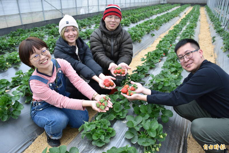 桃園市優良青年農民葉芷妘所經營的草本誠食桃園丹參草莓。（記者李容萍攝）