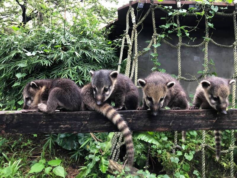 壽山動物園長鼻浣熊遭同類攻擊啃食致死！圖為長鼻浣熊生活場景。（觀光局提供）