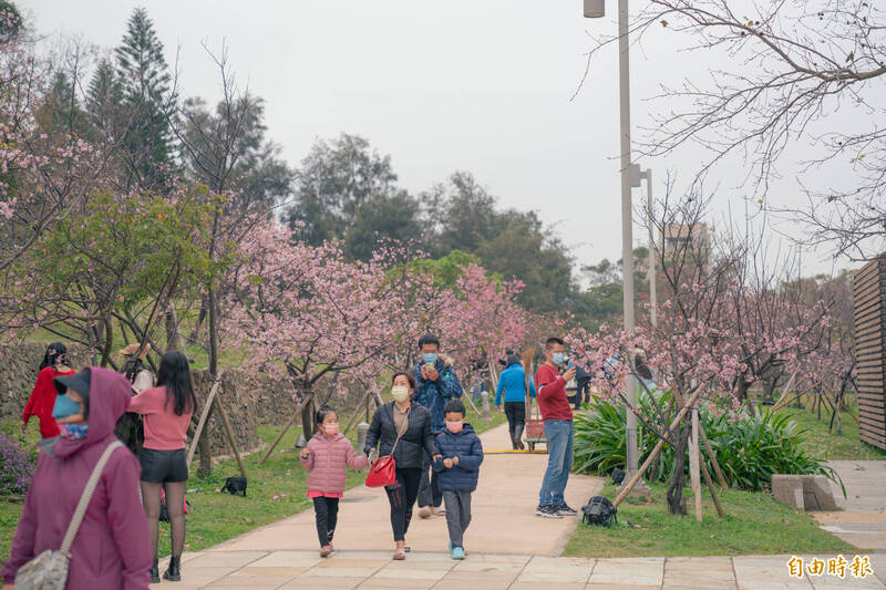 追櫻族照過來！新竹市的新竹公園櫻花季來了，邀請民眾週末來追粉紅櫻花海！（記者洪美秀攝）