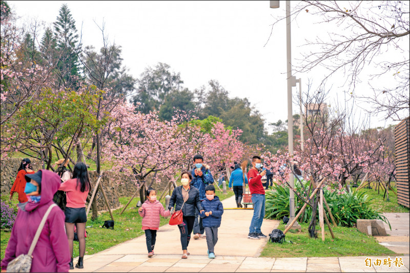 新竹公園櫻花季來了，新竹市府城銷處邀請民眾利用週末或平日來追粉紅櫻花海。（記者洪美秀攝）