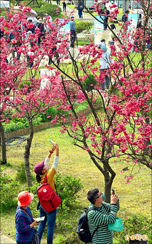 2023陽明山花季昨開幕，不少民眾趁著陽光露臉，前往陽明山欣賞盛開的櫻花。（記者劉信德攝）