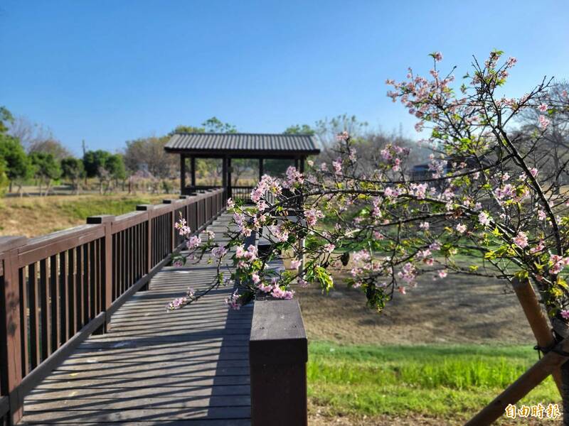 台南山上花園水道博物館淨水池區櫻花綻放，與日式風格涼亭及百年階梯相襯，增添浪漫氛圍。（記者劉婉君攝）