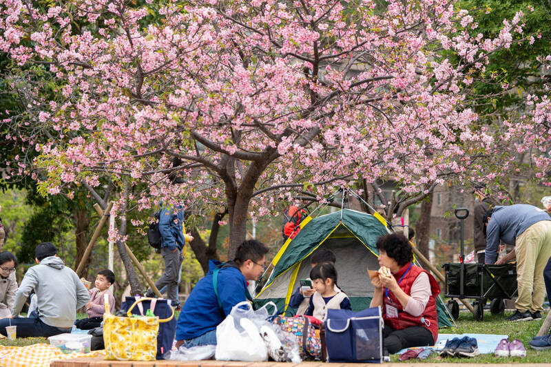 新竹公園櫻花季粉色魅力大爆發，單日吸引近4萬遊客瘋賞櫻。（圖由市府提供）