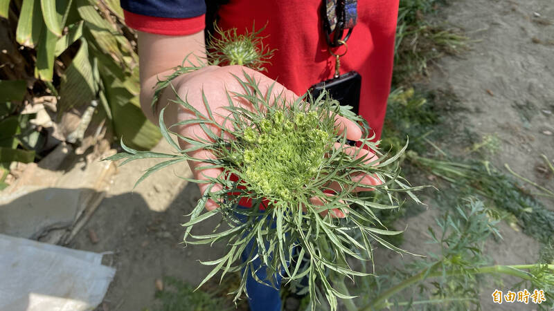 胡蘿蔔碟盤狀的白色花苞。（記者楊金城攝）