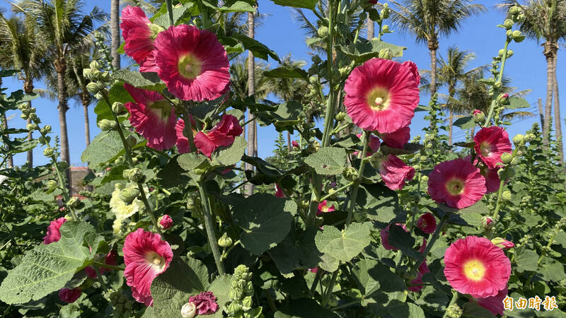 蜀葵花俗稱一丈紅，植株長的比人高，開出的花大朵、顏色又鮮豔。（記者楊金城攝）