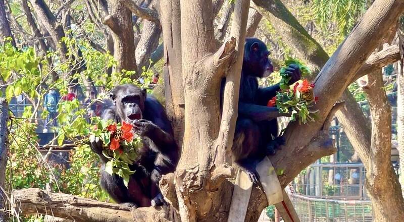 黑猩猩「美珍」和「曼華」,在樹梢享用特製火焰木花束。(壽山動物園提供) 黑猩猩「美珍」和「曼華」,在樹梢享用特製火焰木花束。(壽山動物園提供)