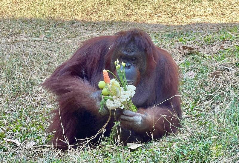 紅毛猩猩「咪咪」專注研究特製花束的吃法。(壽山動物園提供) 紅毛猩猩「咪咪」專注研究特製花束的吃法。(壽山動物園提供)