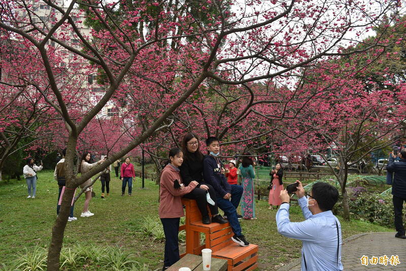 中壢區莒光公園 200棵粉紅櫻花滿開了，公園湧入拍照、打卡的人潮。（記者李容萍攝）