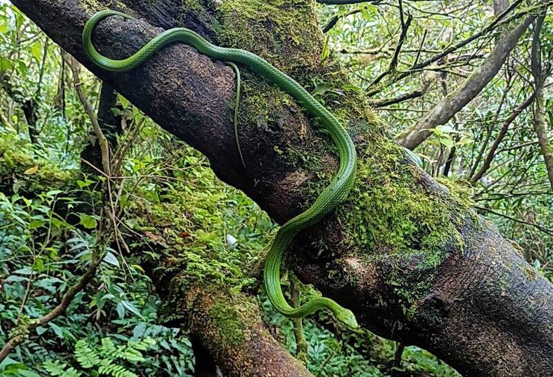 When climbing a mountain, he met the "Dream Snake". He went to buy a