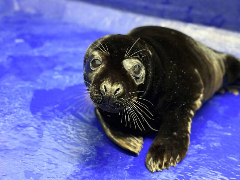 英國有人發現一隻落單的黑化症小海豹。（翻攝Cornish Seal Sanctuary）