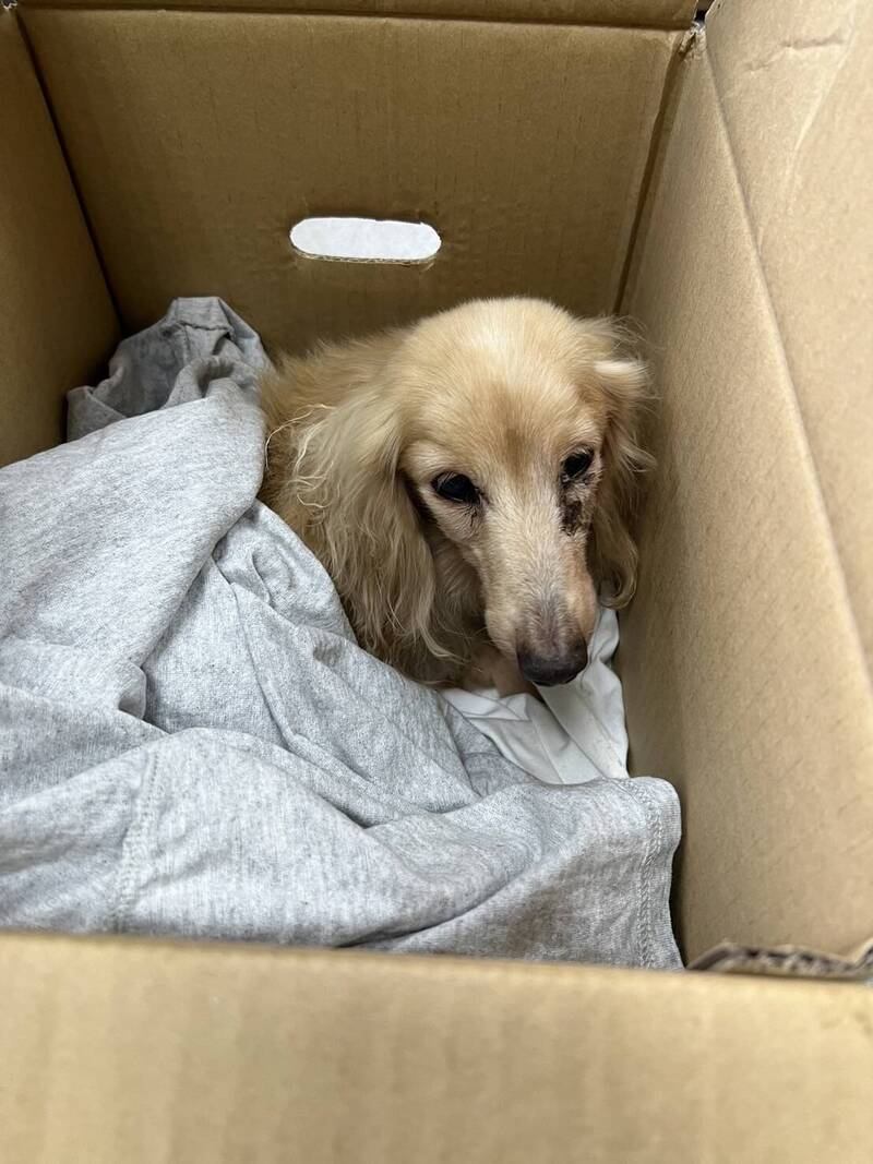 全裸犬趴女性 羞恥・CMNF・ENF情報板 - 2NT