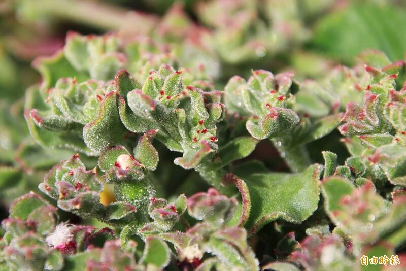 嘉義媽媽的實驗農場 種植少見「冰花」結晶如粉鑽 - 生活 - 自由時報電子報