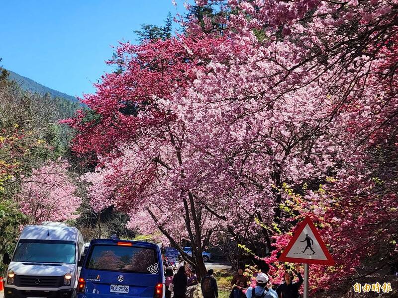 武陵農場櫻花進入盛開期。（記者張軒哲攝）