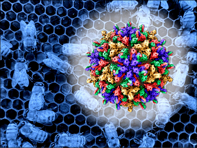 國輻中心領先全球首度解析出西奈湖蜜蜂病毒的結構。（圖由國輻中心提供）
