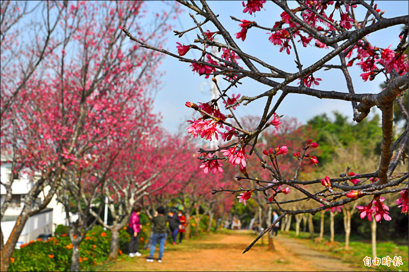 環保公園的山櫻開了，連日來吸引許多遊客造訪。（記者彭健禮攝）