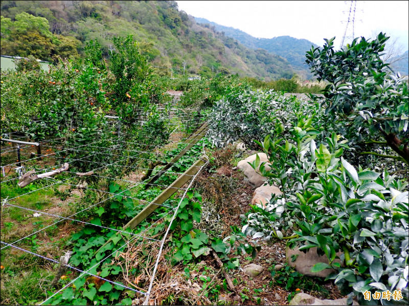 劉男種植的茂谷柑噴碳酸鈣（圖右），與相鄰果園（圖左）的果樹，外型相差甚大。（記者張瑞楨攝）