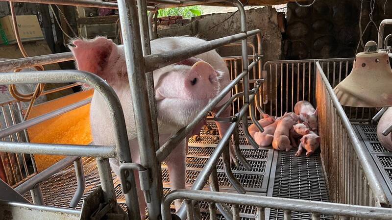 動保處每週定期訪視牧場生物安全措施，對新北市轄內124場養豬戶加強查核作業。（圖由新北市動保處提供）