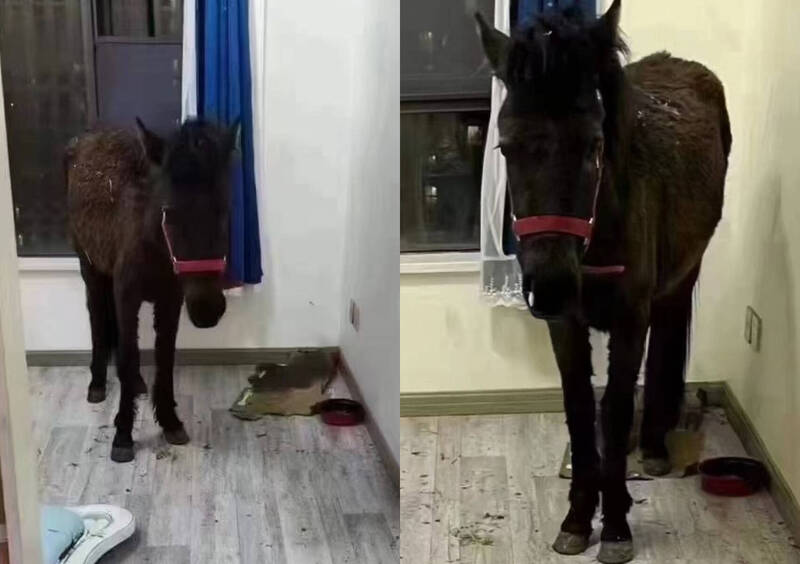 中国一名租客竟在租来的套房内养了一匹马。（图翻摄自微博）(photo:LTN)