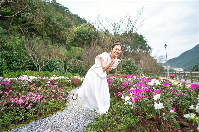 「萬金杜鵑花展」明起在萬里區觀光公園及瑪鋉運動公園登場。（新北市農業局提供）