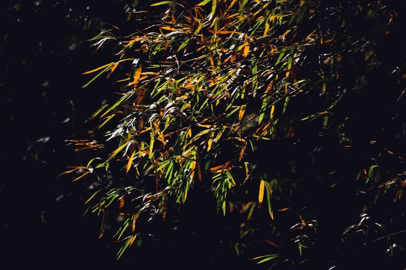 入春後季節限定美景台南山區月世界上演「黃綠紅」彩竹- 生活- 自由時報 ...