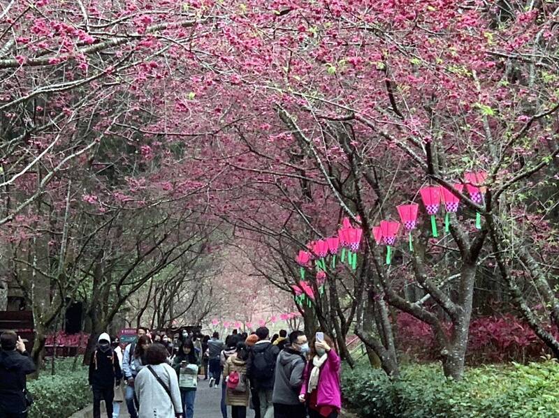 今228連假第2天，日月潭九族文化村湧現爆滿的賞櫻人潮。（圖由九族文化村提供）