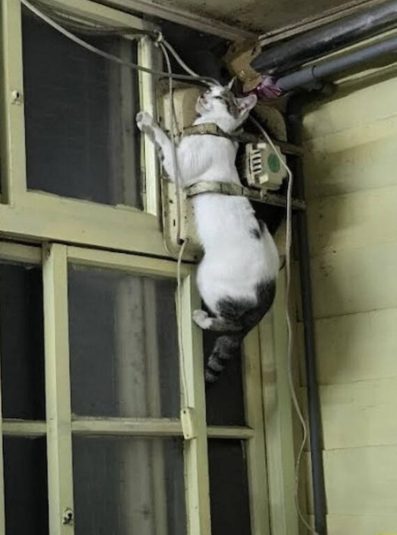 Turn your head around! Stray cat breaks into a house and gets stuck in