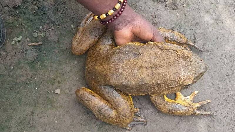 是禍不是福！世界最大青蛙重逾3公斤竟被吃到瀕臨滅絕- 蒐奇- 自由時報電子報