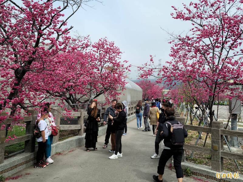 后里泰安派出所櫻花預估花期至3月上旬。（記者張軒哲攝）