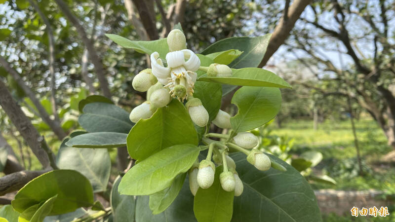 3月，台南麻豆柚花初綻放。（記者楊金城攝）