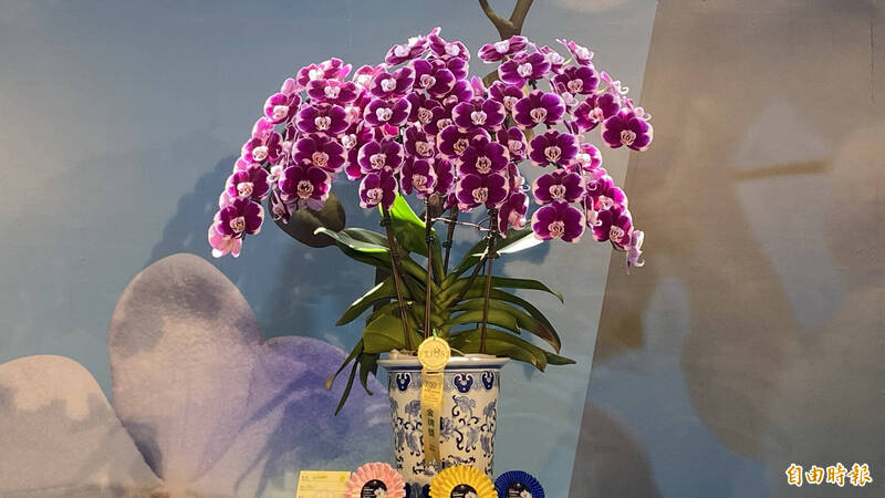 台灣國際蘭展競賽花全場總冠軍出爐，由高雄華園蘭園謝清華培育的「五星上將」獲獎。（記者楊金城攝）