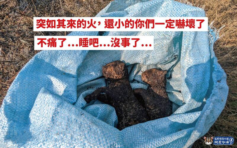石虎媽媽「豆棗」的第二胎幼崽不幸喪生火場。(圖取自臉書粉專「石虎保育大使 阿虎加油」) 石虎媽媽「豆棗」的第二胎幼崽不幸喪生火場。(圖取自臉書粉專「石虎保育大使 阿虎加油」)