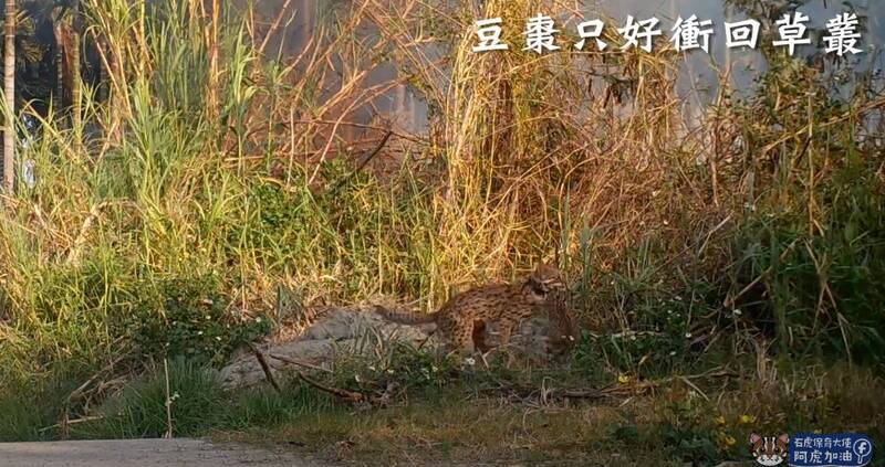 豆棗一度叼著孩子逃跑,卻被消防人員嚇到躲回巢中。(取自YouTube/石虎保育大使 阿虎加油) 豆棗一度叼著孩子逃跑,卻被消防人員嚇到躲回巢中。(取自YouTube/石虎保育大使 阿虎加油)