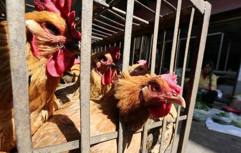 世界卫生组织表示，中国近期出现一名53岁妇女确诊感染H5N1禽流感。示意图。（路透）(photo:LTN)