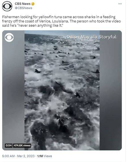 美国一对情侣在海上遇到鲨鱼群进食。（图片撷取自推特@CBSNews）(photo:LTN)