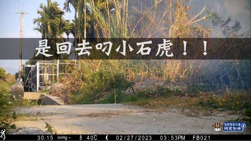 豆棗一度叼著孩子逃跑,卻被消防人員嚇到躲回巢中。(取自YouTube/石虎保育大使 阿虎加油) 豆棗一度叼著孩子逃跑,卻被消防人員嚇到躲回巢中。(取自YouTube/石虎保育大使 阿虎加油)