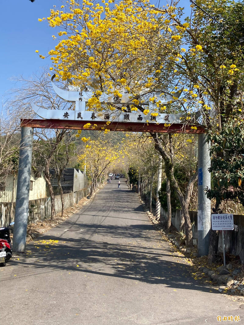 圖為今天坑內坑黃花風玲木步道景致。（記者顏宏駿攝）