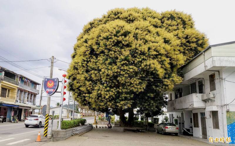 花蓮縣玉里鎮春日派出所旁的芒果樹，整棵樹開滿了花，連葉子都看不見，令人嘖嘖稱奇。（記者游太郎攝）