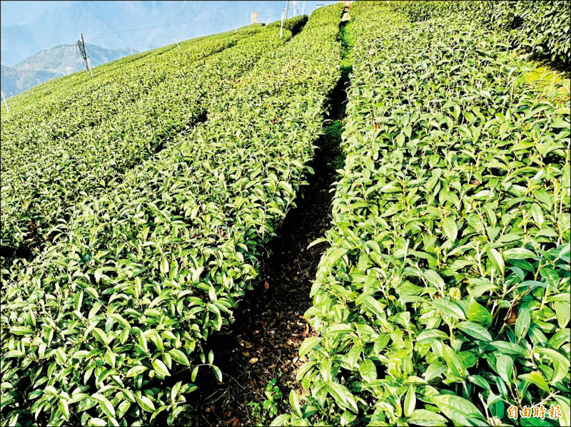 大阿里山茶區久旱不雨，嘉義春茶難吐新芽，春茶產期預計延後半個月。（記者蔡宗勳攝）