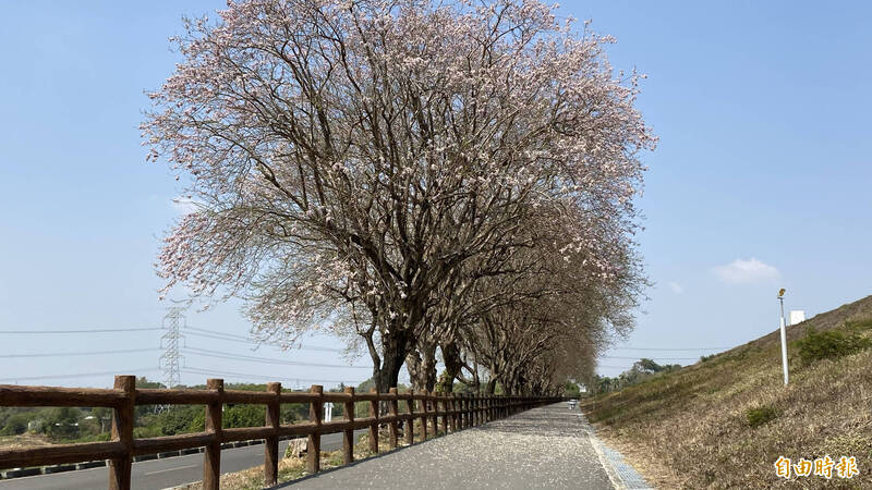 台南官田烏山頭水庫香榭大道的南洋櫻目前花開約4成。(記者楊金城攝) 台南官田烏山頭水庫香榭大道的南洋櫻目前花開約4成。(記者楊金城攝)