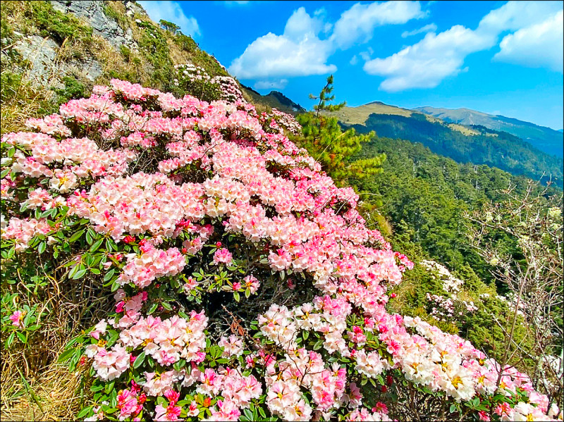 合歡山4至6月高山杜鵑花季登場，公路總局將於4月8日至6月15日實施假日高乘載管制。 （圖：資料照，南投縣府提供）