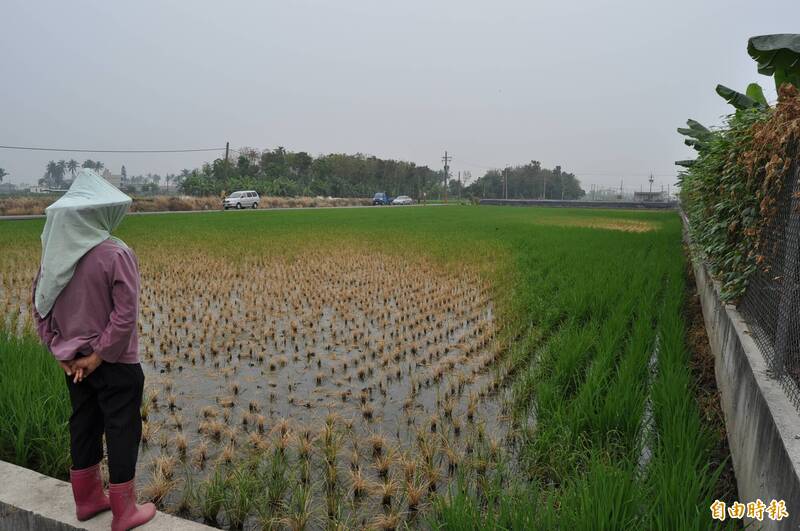 農民若未投保「水稻收入保險」，一旦遭遇天災、病蟲害造成水稻產量受損時，將無法獲得理賠。（記者蘇福男攝）