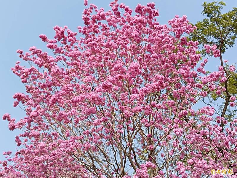 台中太平宜富公園的紅花風鈴木近日大爆花，粉紅色的花朵相當漂亮。（記者陳建志攝）