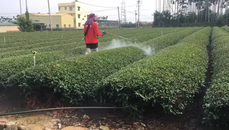 農委會茶改場針對茶葉生產專區推動共同用藥的減藥技術，將可減少用藥劑量2成以上，不僅可減少藥殘，更能對環境友善。（茶改場提供）