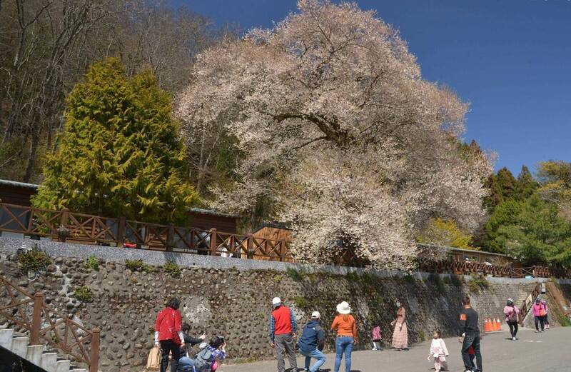 觀霧地標「霧社櫻王」綻放達7成，一週後達盛開期。（雪管處提供）