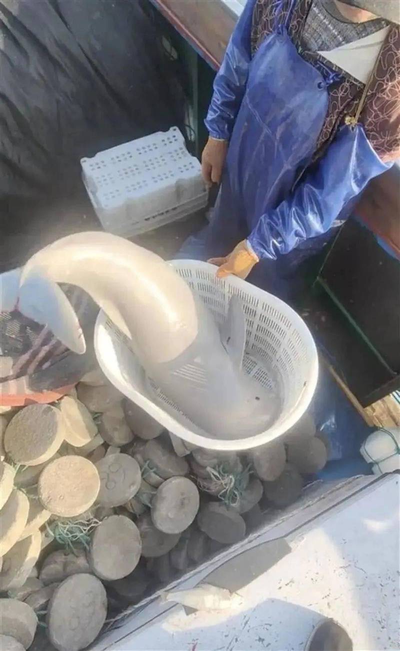 中國漁夫撈起圓滾滾銀白色生物原來是極度瀕危物種- 蒐奇- 自由時報電子報