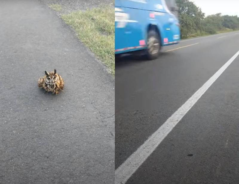 哥倫比亞一名自行車騎士在公路上巧遇一隻可愛的小貓頭鷹，小貓頭鷹要跨越馬路飛回樹林時險些被大車撞上，驚悚一刻令人冷汗直流。（翻攝youtube）