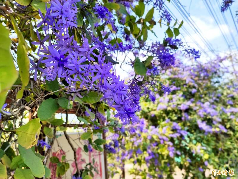 玉井區雙秀園的錫葉藤陸續開花中，呈現一片紫色浪漫。（記者吳俊鋒攝）