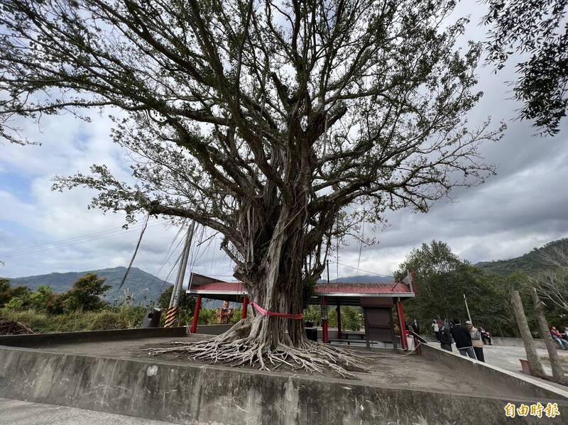 鹿野鄉龍田村「五十戶土地公廟」老榕樹枝葉稀疏、生命垂危，村民集氣搶救。（記者陳賢義攝）